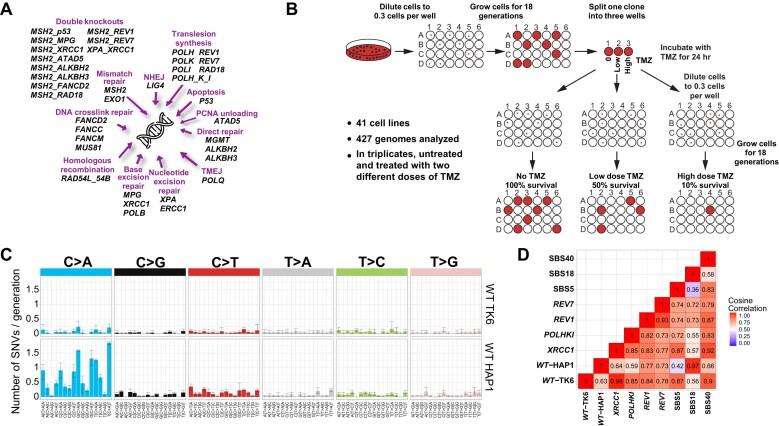 https://cdn.ncbi.nlm.nih.gov/pmc/blobs/06c2/11724276/35ae4a3a3867/gkae1122fig1.jpg