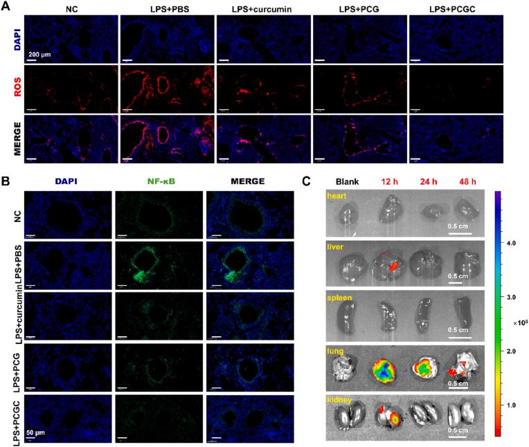https://cdn.ncbi.nlm.nih.gov/pmc/blobs/06c3/11314446/6849d2b34a38/gr5.jpg