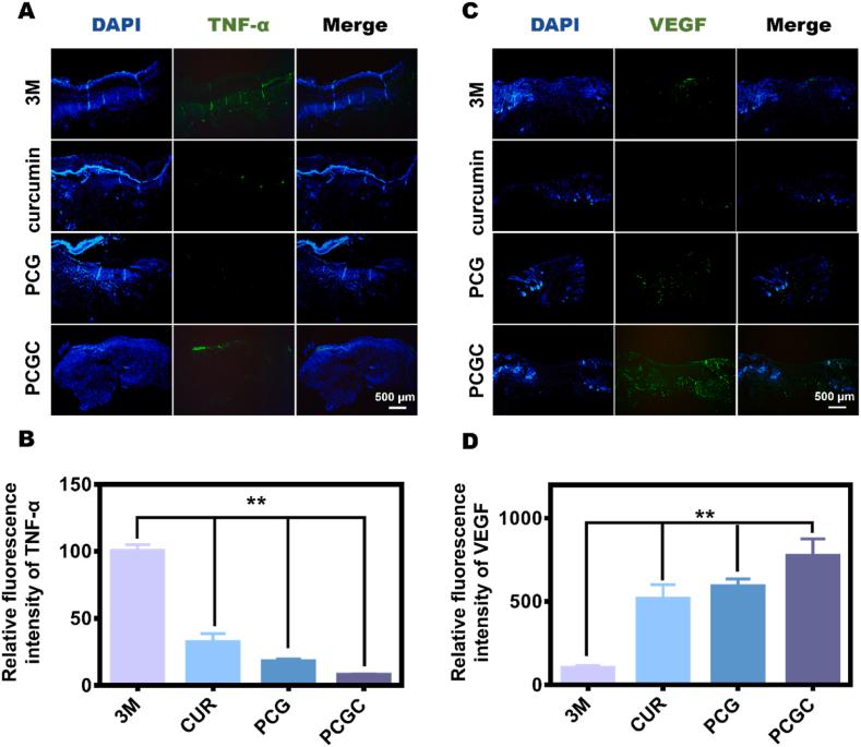 https://cdn.ncbi.nlm.nih.gov/pmc/blobs/06c3/11314446/bf6188891327/gr7.jpg
