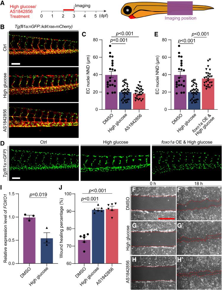 https://cdn.ncbi.nlm.nih.gov/pmc/blobs/06c6/11856006/4956c71909a4/atv-45-398-g004.jpg