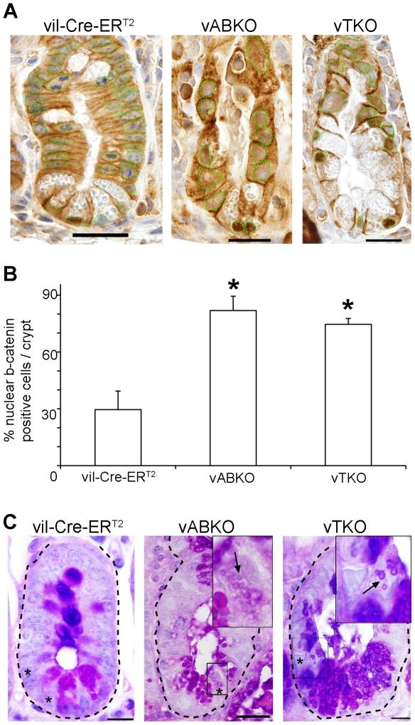 https://cdn.ncbi.nlm.nih.gov/pmc/blobs/06c9/3026785/e810b95a4dd1/pone.0015561.g008.jpg