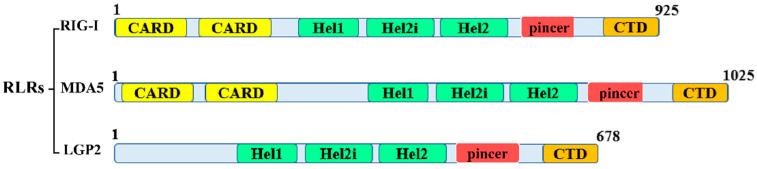 https://cdn.ncbi.nlm.nih.gov/pmc/blobs/06d1/10526236/1982e2fa2eaa/biomolecules-13-01344-g001.jpg