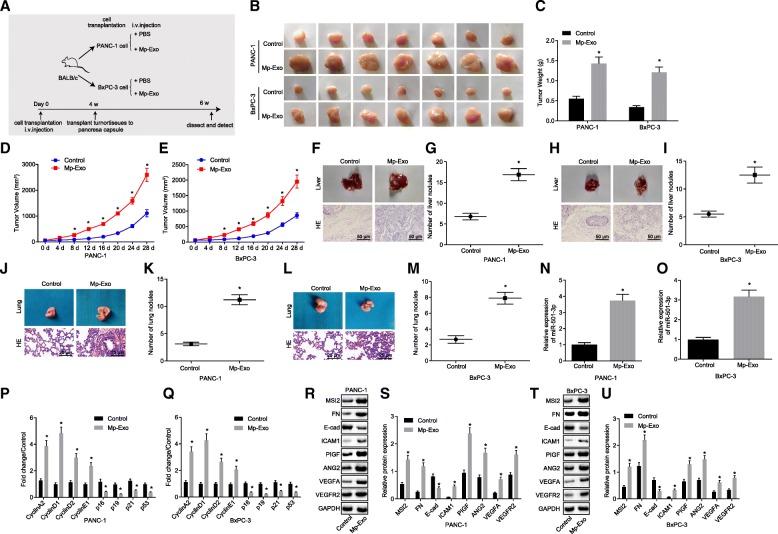 https://cdn.ncbi.nlm.nih.gov/pmc/blobs/06d4/6631643/7ba6ec4cf650/13046_2019_1313_Fig3_HTML.jpg