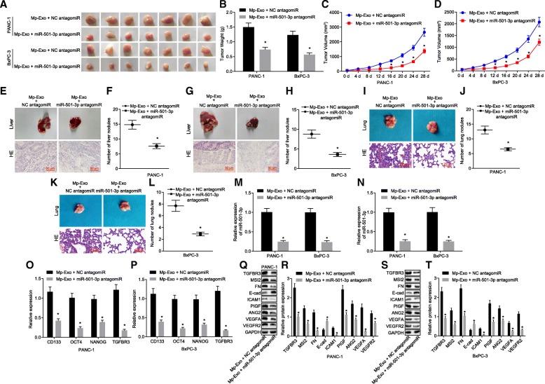 https://cdn.ncbi.nlm.nih.gov/pmc/blobs/06d4/6631643/8a6152a36407/13046_2019_1313_Fig8_HTML.jpg