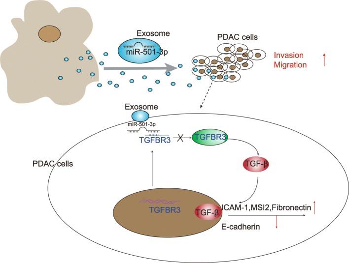 https://cdn.ncbi.nlm.nih.gov/pmc/blobs/06d4/6631643/fee2dac789e4/13046_2019_1313_Fig9_HTML.jpg
