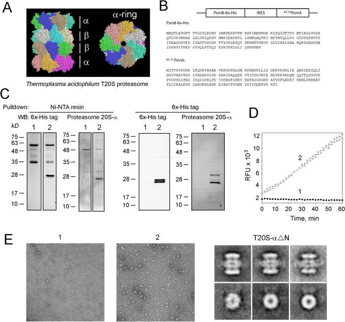 https://cdn.ncbi.nlm.nih.gov/pmc/blobs/06d9/11449290/f3cd82c7e348/pone.0308058.g004.jpg