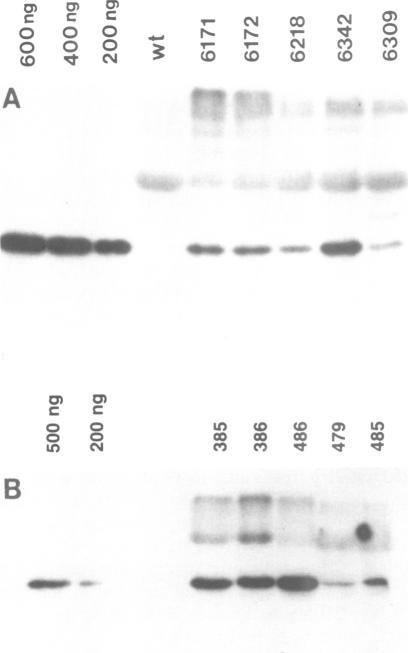https://cdn.ncbi.nlm.nih.gov/pmc/blobs/06da/553917/b254deb3cb90/emboj00245-0044-a.jpg