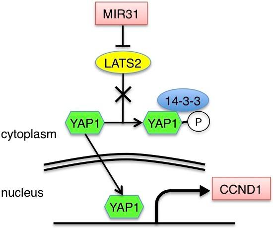 https://cdn.ncbi.nlm.nih.gov/pmc/blobs/06db/4067122/3636bfcb5994/1476-4598-13-97-6.jpg