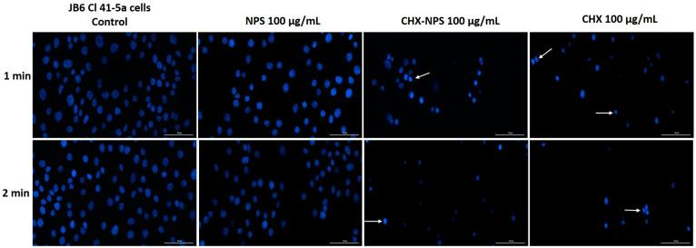 https://cdn.ncbi.nlm.nih.gov/pmc/blobs/06dc/11721946/ea5eafaaa148/molecules-30-00162-g007.jpg