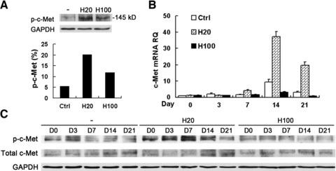https://cdn.ncbi.nlm.nih.gov/pmc/blobs/06dc/3823079/fab130c15792/jcmm0016-1260-f3.jpg
