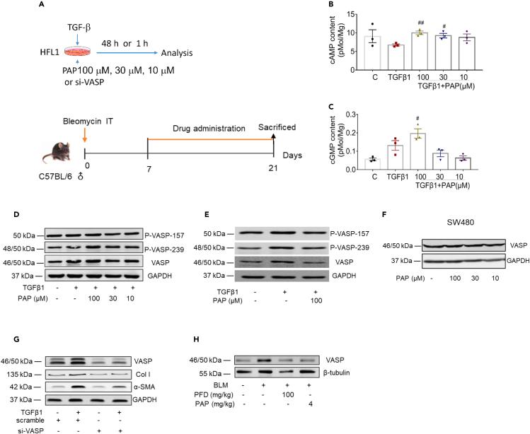https://cdn.ncbi.nlm.nih.gov/pmc/blobs/06de/10149334/0b31ce3c0580/gr5.jpg