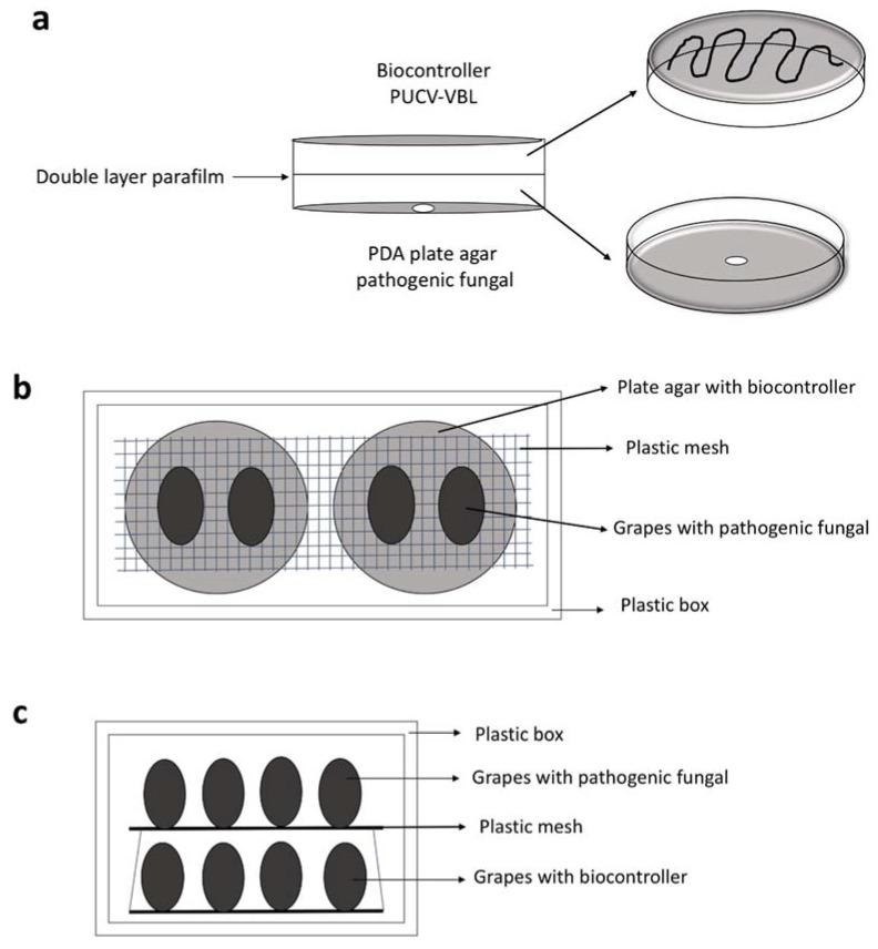 https://cdn.ncbi.nlm.nih.gov/pmc/blobs/06e0/8226828/60599a6c4d47/antibiotics-10-00663-sch001.jpg