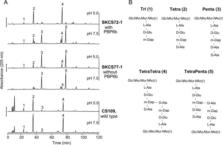 https://cdn.ncbi.nlm.nih.gov/pmc/blobs/06e1/4916385/c02efabb80ce/mbo0031628620001.jpg