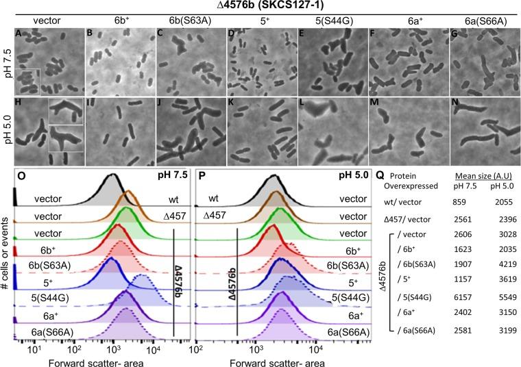 https://cdn.ncbi.nlm.nih.gov/pmc/blobs/06e1/4916385/d01a3d3ca237/mbo0031628620006.jpg