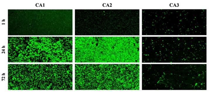 https://cdn.ncbi.nlm.nih.gov/pmc/blobs/06e2/9820384/299495095421/ijms-24-00368-g001.jpg