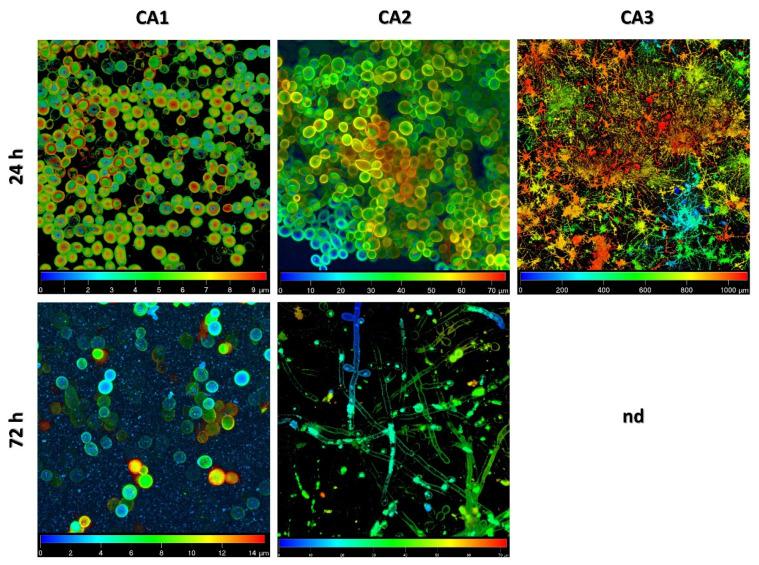 https://cdn.ncbi.nlm.nih.gov/pmc/blobs/06e2/9820384/6119684a8d1f/ijms-24-00368-g002.jpg