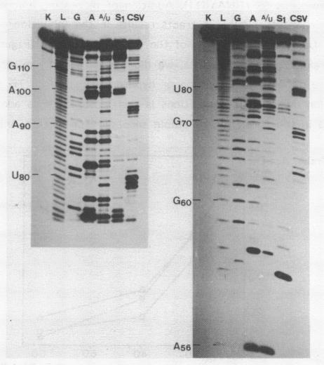 https://cdn.ncbi.nlm.nih.gov/pmc/blobs/06e3/311638/cc8b65bc2a37/nar00284-0377-a.jpg
