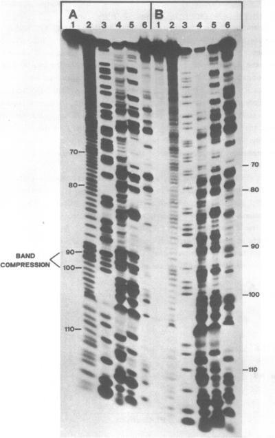 https://cdn.ncbi.nlm.nih.gov/pmc/blobs/06e3/311638/d41085115901/nar00284-0373-a.jpg
