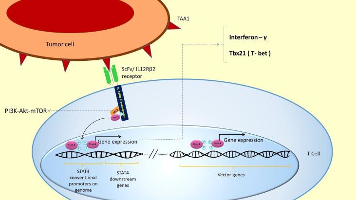 https://cdn.ncbi.nlm.nih.gov/pmc/blobs/06ea/8220211/37554f6f8684/fimmu-12-638639-g006.jpg
