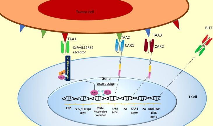 https://cdn.ncbi.nlm.nih.gov/pmc/blobs/06ea/8220211/5a27e5c43cab/fimmu-12-638639-g003.jpg