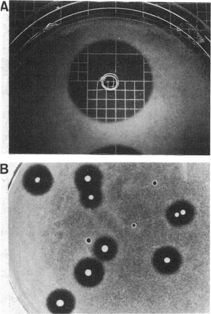 https://cdn.ncbi.nlm.nih.gov/pmc/blobs/06f0/212907/d1f44752b4b2/jbacter00207-0021-a.jpg