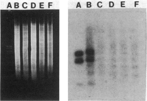 https://cdn.ncbi.nlm.nih.gov/pmc/blobs/06f0/212907/ed5b05ed4c38/jbacter00207-0024-b.jpg