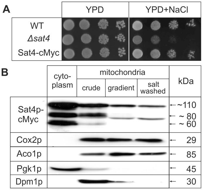 https://cdn.ncbi.nlm.nih.gov/pmc/blobs/06f0/4138037/c5e76112b28f/pone.0103956.g001.jpg