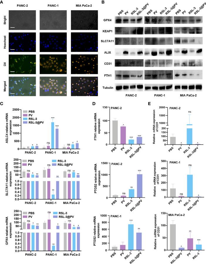 https://cdn.ncbi.nlm.nih.gov/pmc/blobs/06f0/8987003/6604e4b501eb/fendo-13-865655-g002.jpg