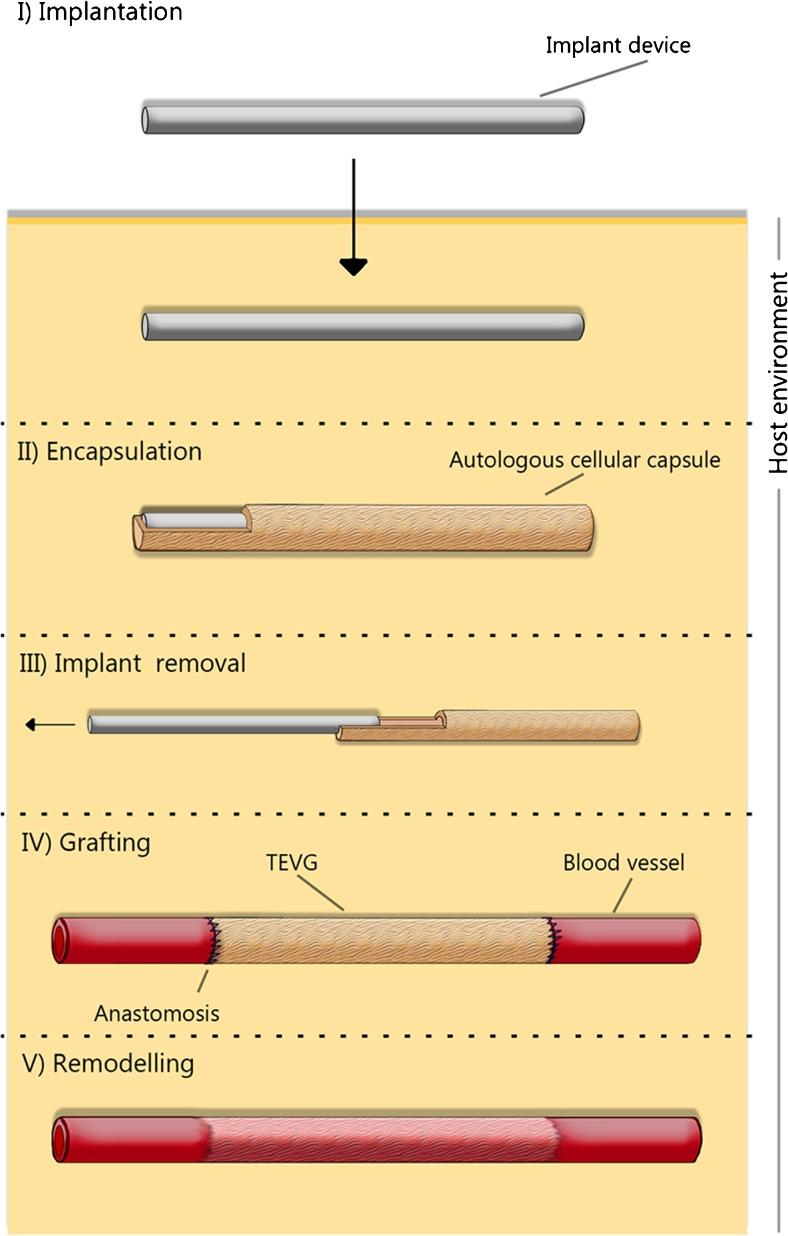 https://cdn.ncbi.nlm.nih.gov/pmc/blobs/06f7/5437130/3900a735752a/12265_2017_9731_Fig1_HTML.jpg