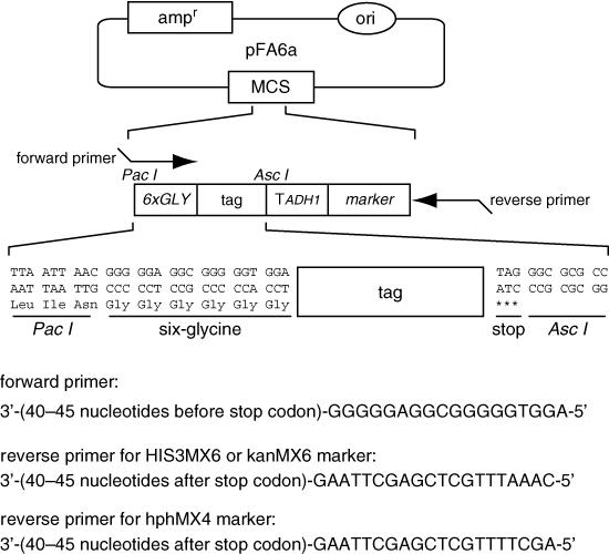 https://cdn.ncbi.nlm.nih.gov/pmc/blobs/06f9/2673350/8bb25045912e/yea0026-0185-f1.jpg