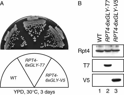 https://cdn.ncbi.nlm.nih.gov/pmc/blobs/06f9/2673350/9a92e5c28b7c/yea0026-0185-f2.jpg