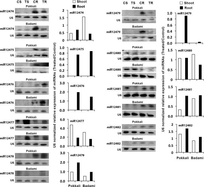 https://cdn.ncbi.nlm.nih.gov/pmc/blobs/06f9/7159242/b3978725e3f4/pone.0230958.g002.jpg