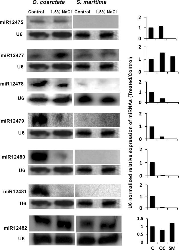 https://cdn.ncbi.nlm.nih.gov/pmc/blobs/06f9/7159242/de8a7f47930c/pone.0230958.g003.jpg