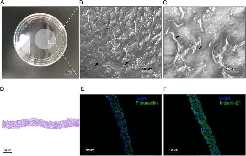 https://cdn.ncbi.nlm.nih.gov/pmc/blobs/06fc/9188245/8ca5b076ce21/13287_2022_2919_Fig3_HTML.jpg