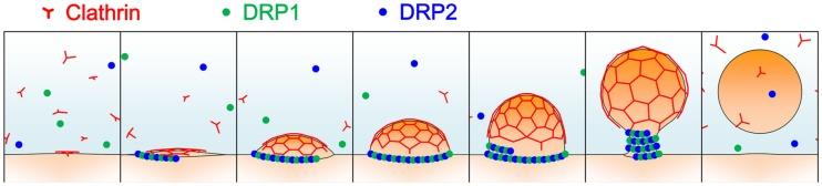 https://cdn.ncbi.nlm.nih.gov/pmc/blobs/06fe/3428585/a25c17444a36/fpls-03-00197-g002.jpg