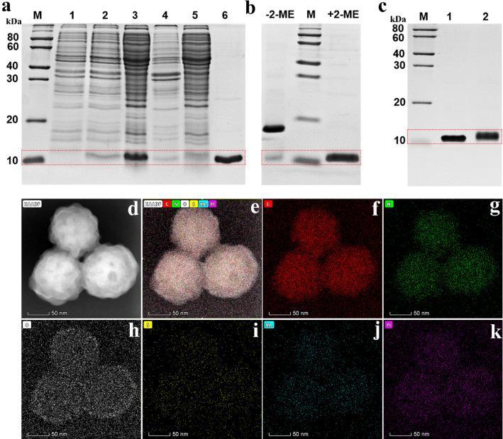 https://cdn.ncbi.nlm.nih.gov/pmc/blobs/0705/8120847/1a0d06f3886e/12951_2021_885_Fig2_HTML.jpg