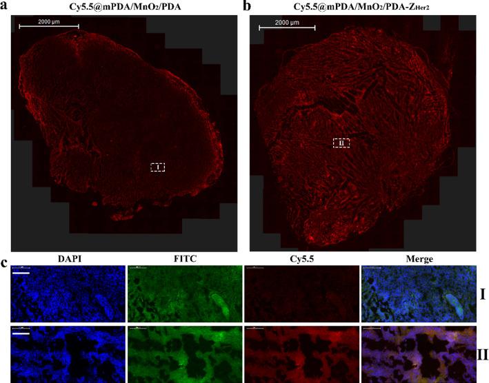 https://cdn.ncbi.nlm.nih.gov/pmc/blobs/0705/8120847/336566d476d9/12951_2021_885_Fig5_HTML.jpg