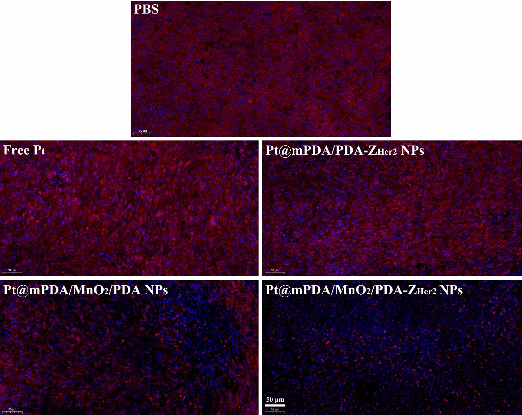https://cdn.ncbi.nlm.nih.gov/pmc/blobs/0705/8120847/c42ac9e9bc9b/12951_2021_885_Fig9_HTML.jpg