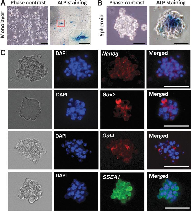 https://cdn.ncbi.nlm.nih.gov/pmc/blobs/070b/8064946/e06ce53fbdbf/ten.tec.2021.0001_figure1.jpg