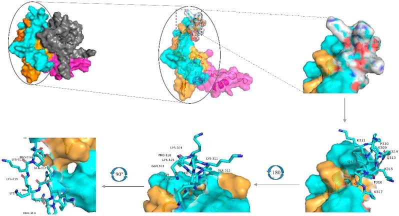 https://cdn.ncbi.nlm.nih.gov/pmc/blobs/070d/7013544/0ba49626a8b0/ijms-21-00648-g007.jpg