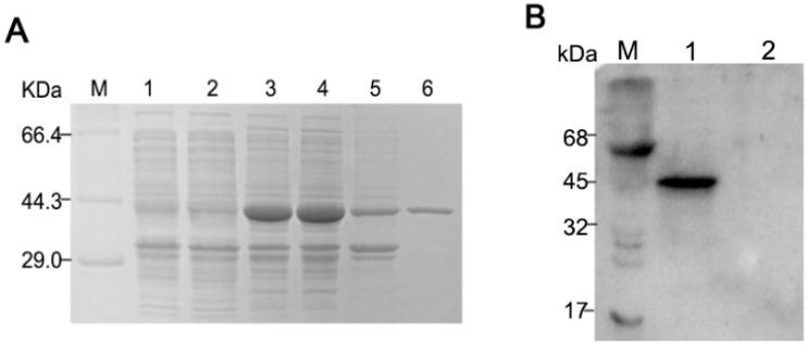https://cdn.ncbi.nlm.nih.gov/pmc/blobs/070d/7013544/f121abcffe21/ijms-21-00648-g001.jpg