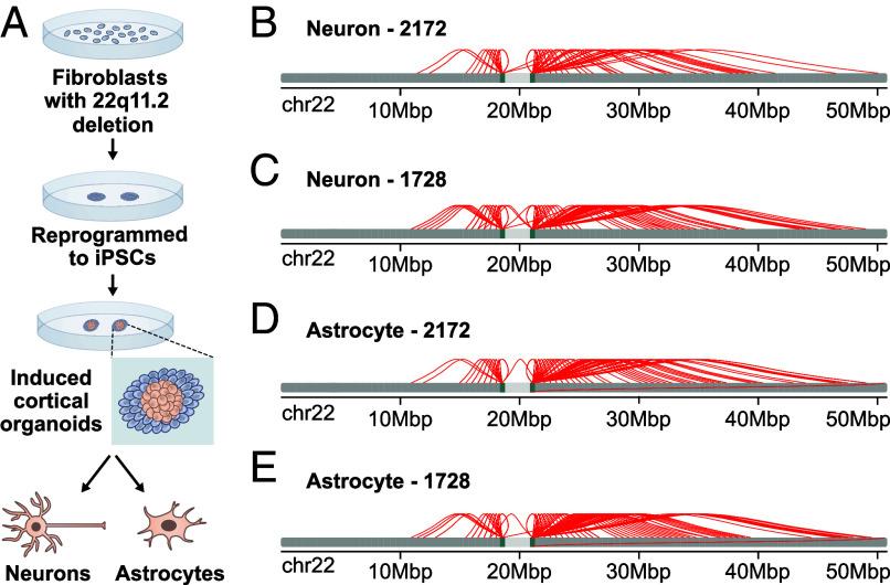https://cdn.ncbi.nlm.nih.gov/pmc/blobs/070e/11295037/829ff58032ef/pnas.2322834121fig06.jpg