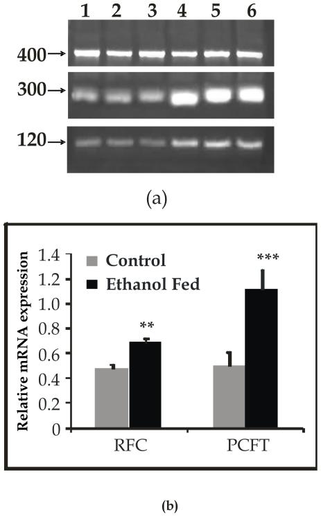 https://cdn.ncbi.nlm.nih.gov/pmc/blobs/070e/3232245/2f01ac68de22/pone.0028599.g004.jpg