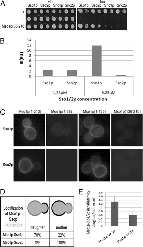 https://cdn.ncbi.nlm.nih.gov/pmc/blobs/0710/2854094/0055f8ff046c/zmk0081094150007.jpg