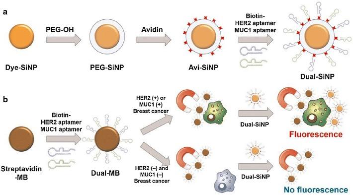 https://cdn.ncbi.nlm.nih.gov/pmc/blobs/0710/5683342/a15b8071b3d7/12951_2017_311_Fig8_HTML.jpg