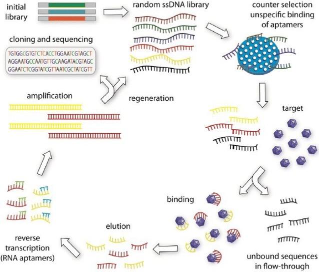 https://cdn.ncbi.nlm.nih.gov/pmc/blobs/0710/5683342/ea95486bc0ca/12951_2017_311_Fig1_HTML.jpg