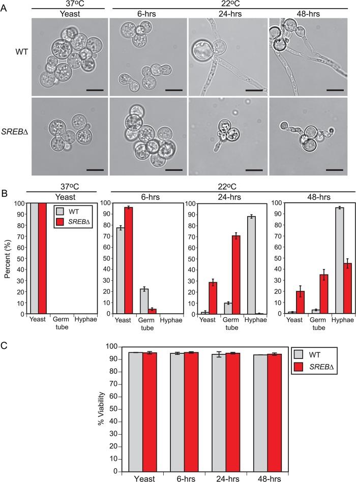 https://cdn.ncbi.nlm.nih.gov/pmc/blobs/0716/4482641/6628a04ec794/ppat.1004959.g001.jpg