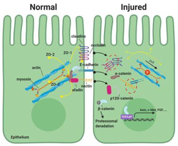https://cdn.ncbi.nlm.nih.gov/pmc/blobs/071b/7278945/22a432268984/ijms-21-03550-g001.jpg