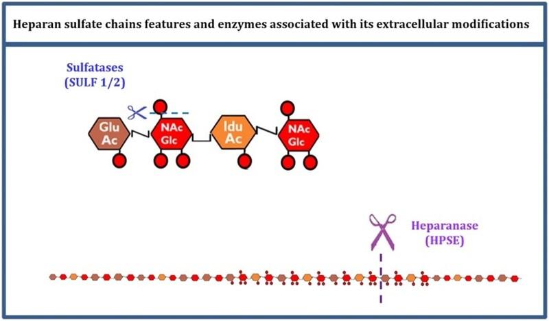 https://cdn.ncbi.nlm.nih.gov/pmc/blobs/071c/11908768/68bfcaad1dcf/goaf023f3.jpg