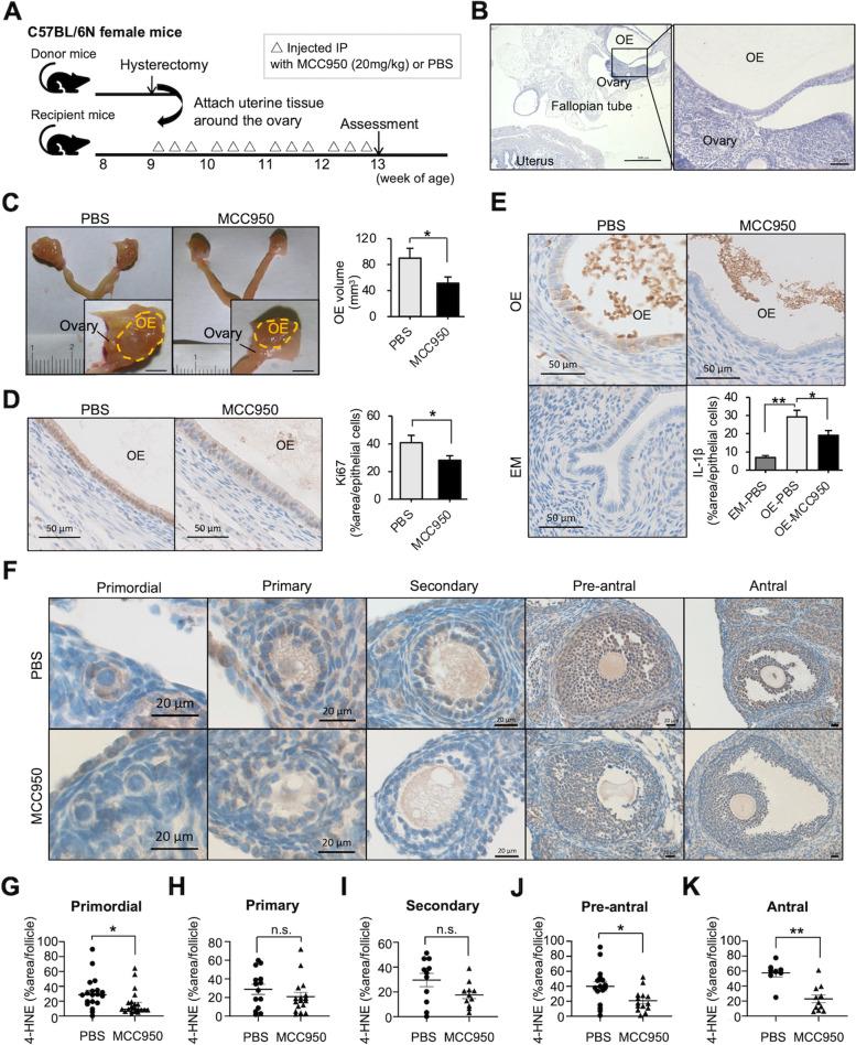 https://cdn.ncbi.nlm.nih.gov/pmc/blobs/071c/8966161/f89e8ef15c70/12958_2022_924_Fig4_HTML.jpg